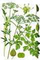 Garden Parsley - Petroselinum crispum (Mill.) Fuss