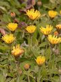Mouse-Ear-Hawkweed - Pilosella officinarum Vaill.