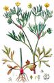 Acker-Hahnenfuß - Ranunculus arvensis L.