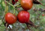 Sherard's Downy-Rose - Rosa sherardii Davies