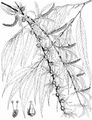 Babylon Willow - Salix babylonica L.