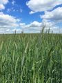 Rye - Secale cereale L.