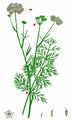 Mountain Cicely - Seseli montanum L.