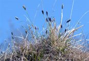 Blue Moor-Grass - Sesleria caerulea (L.) Ard.