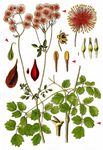 Akeleiblättrige Wiesenraute - Thalictrum aquilegiifolium L. 
