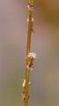 Marsh Arrowgrass - Triglochin palustris L.