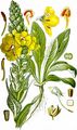 Windblumen-Königskerze - Verbascum phlomoides L.