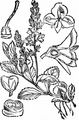 Wald-Ehrenpreis - Veronica officinalis L.