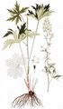 Gelber Eisenhut - Aconitum lycoctonum L.