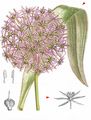 - Allium cristophii Trautv.
