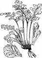 Mauerraute - Asplenium ruta-muraria L.
