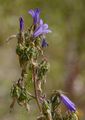 Sibirian Bellflower - Campanula sibirica L.