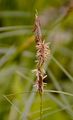 Behaarte Segge - Carex hirta L.