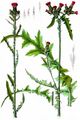 Marsh Thistle - Cirsium palustre (L.) Scop.