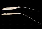 Bearded Couch - Elymus caninus (L.) L.