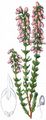 Bell Heather - Erica cinerea L.