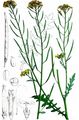 Hairy Rocket - Erucastrum gallicum (Willd.) O. E. Schulz