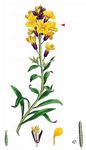 Goldlack - Erysimum cheiri (L.) Crantz 