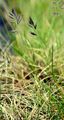 Violetter Schwingel - Festuca violacea Gaudin