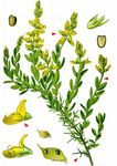 Deutscher Ginster - Genista germanica L. 