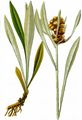 Norwegisches Ruhrkraut - Gnaphalium norvegicum Gunnerus