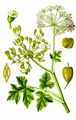 Hogweed - Heracleum sphondylium L.
