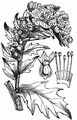 Henbane - Hyoscyamus niger L.