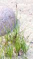 Bodden-Binse - Juncus gerardii Loisel.