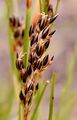 Heath Rush - Juncus squarrosus L.