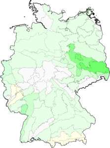 Laphangium luteoalbum