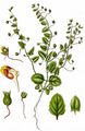 Sharp-Leaved Fluellen - Kickxia elatine (L.) Dumort.