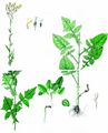 Eichen-Lattich - Lactuca quercina L.