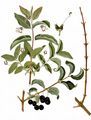 Black-Berried Honeysuckle - Lonicera nigra L.