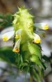 Crested Cow-Wheat - Melampyrum cristatum L.