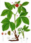  - Rubus subg. Cylactis (Raf.) Focke 