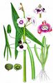 Arrowhead - Sagittaria sagittifolia L.