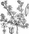 Field Madder - Sherardia arvensis L.