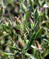 Französisches Leimkraut - Silene gallica L.