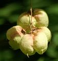 Bladdernut - Staphylea pinnata L.