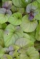 Sumpf-Veilchen - Viola palustris L.