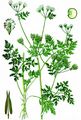 Garden Chervil - Anthriscus cerefolium (L.) Hoffm.