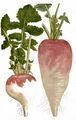 Turnip - Brassica rapa (L.) L.