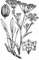 Sichelblättriges Hasenohr - Bupleurum falcatum L.