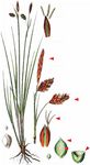 Schlamm-Segge - Carex limosa L. 