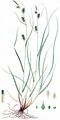 Punktierte Segge - Carex punctata Gaudin