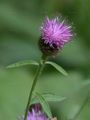 Schwarze Flockenblume - Centaurea nigra L.