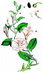 Acker-Winde - Convolvulus arvensis L. 