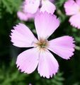 Wood Pink - Dianthus sylvestris Wulfen