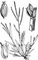 Smooth Finger-Grass - Digitaria ischaemum (Schreb.) Muhl.