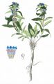 Kreuz-Enzian - Gentiana cruciata L.